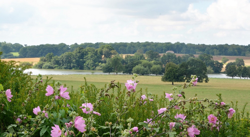 A coloured photograph of Grimsthorpe Castle grounds. There are purple flowers in the foreground, and in the background the grassy landscape has trees surrounding a large lake.