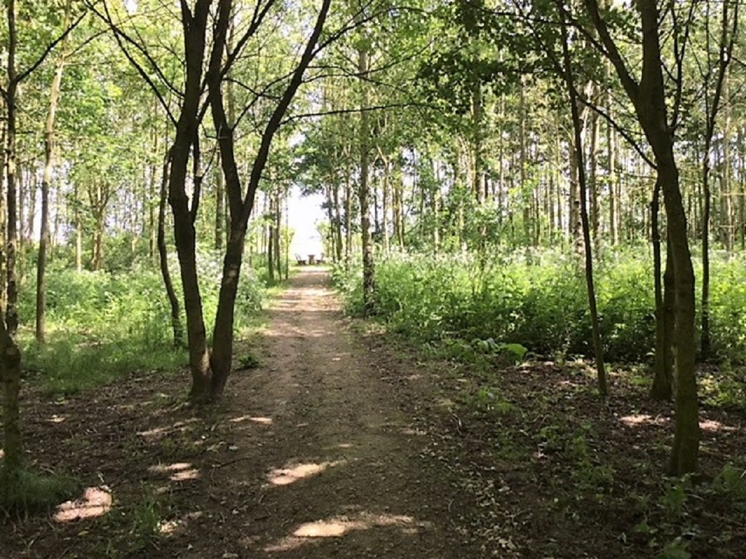 A photograph of the inside of boston woodland on a sunny day. A shaded path leads to a wooden picnic table in the distance.